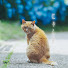 GnfKKM2XkDc-channel-avatar-にゃん旅 Nyantabi