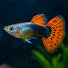 EhxCHQpJkPo-channel-avatar-Cat TV Fish Tank 4K | Real Aquarium Ambience