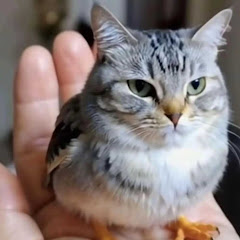 SeeQAIアイコン画像