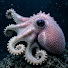 09yYEgLAQ_8-channel-avatar-Sleep Stories from the Deep