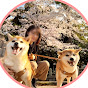 柴犬とりこ