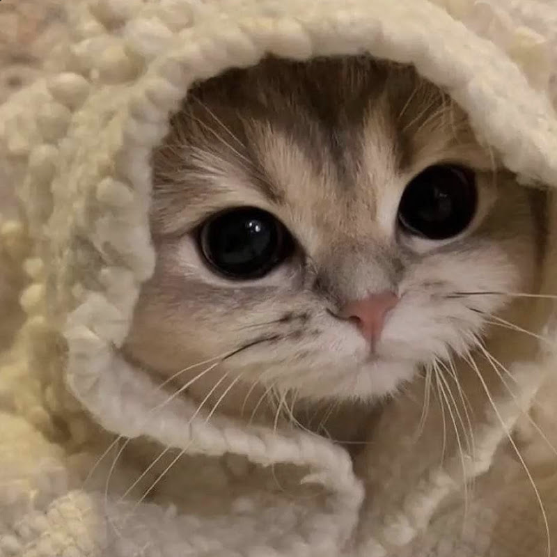 Hire I_adorefood — Food Science & Culinary Techniques YouTube creator for sponsorships