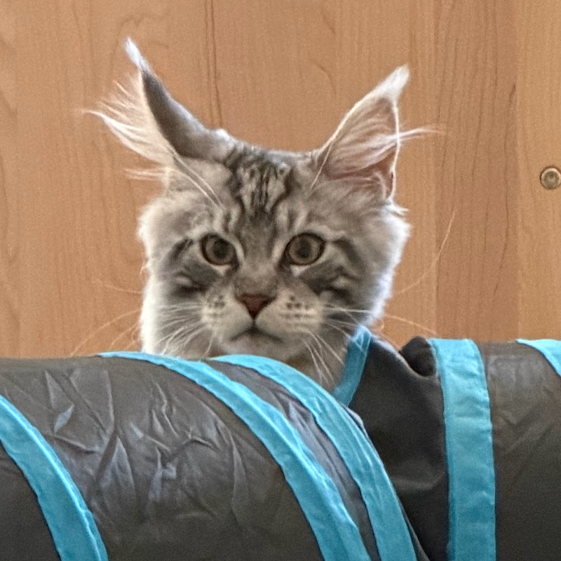 Fury's avatar