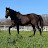 Horses Breeding Farm( S.Korea)