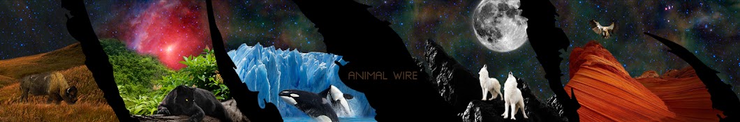 Animal Wire YouTube channel avatar