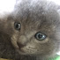 xOm-zLMXw_A-channel-avatar-ComradeKitty