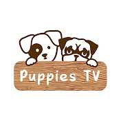 Puppies TV