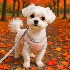 Maltese 말티즈 대치동 두부