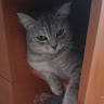 Автор