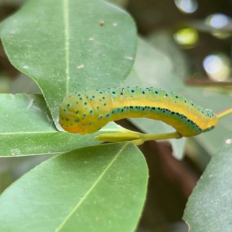 Nature Bug Stories