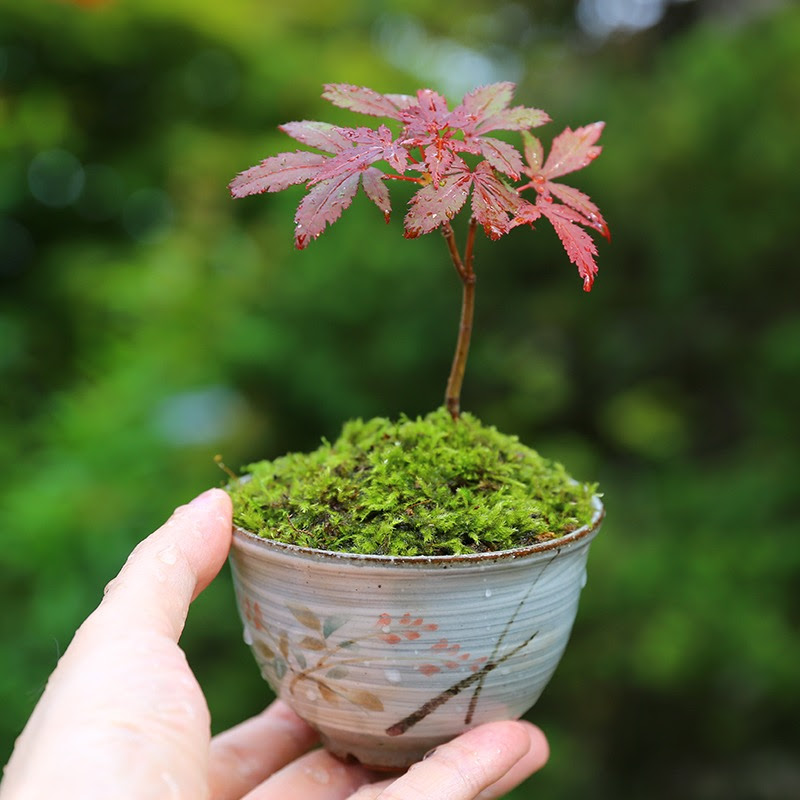 盆栽とカメラ As Channel -アズチャンネル-のサムネイル