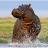 Animals Discovery