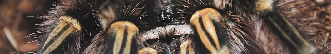 Tarantula Kat YouTube 频道头像