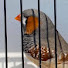 62hzqtu9eH4-channel-avatar-Zebra Finches