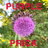 Kq0VN5f2vVE-channel-avatar-Purple Prick Production