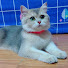 OUVsjzusCt8-channel-avatar-Luna Cat Family