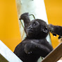 きょうのゴリラ Gorilla today Avatar