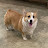 @morningstar_corgi