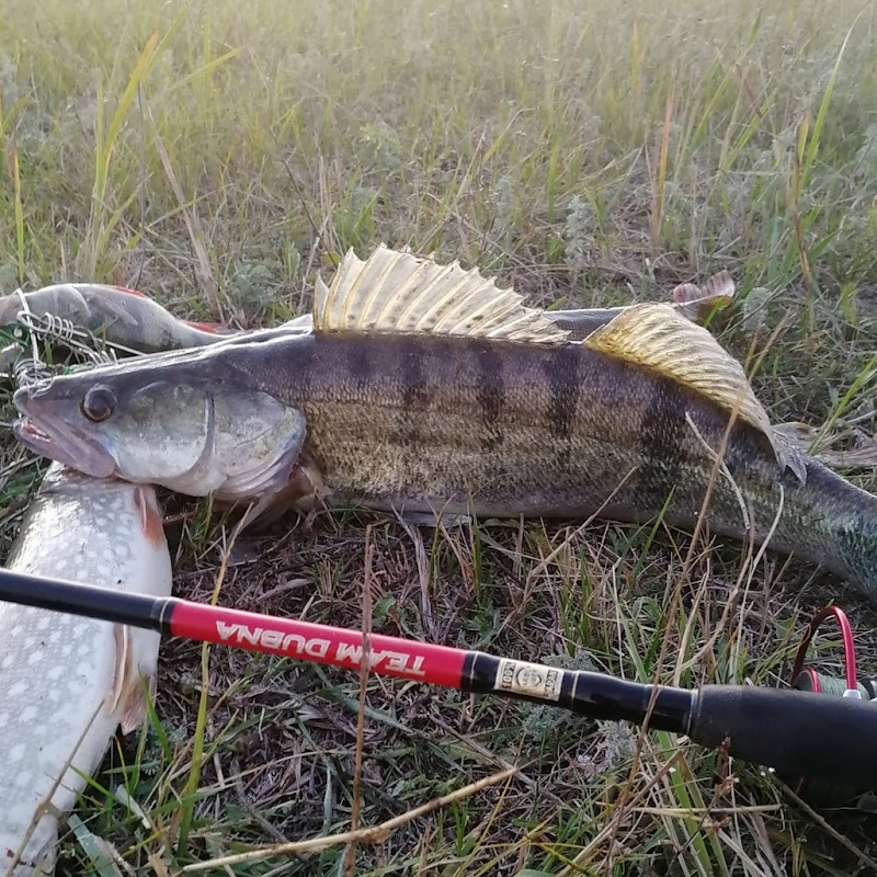 Vladimir Golovachev   Logo