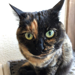 わた