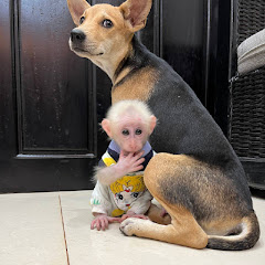 Cute Icy BabyMonkey