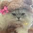 ltBQRc9m0Ms-channel-avatar-♡Manahil’s and coco’s adventure♡