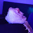 hHNY-6y9yoU-channel-avatar-Pearin