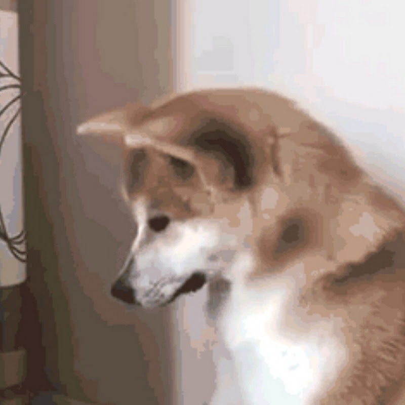 LOL-Interesting animals4