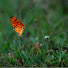 IiYsFikZigI-channel-avatar-Travel-O-Wild