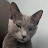 @Kka-ong-the-cat