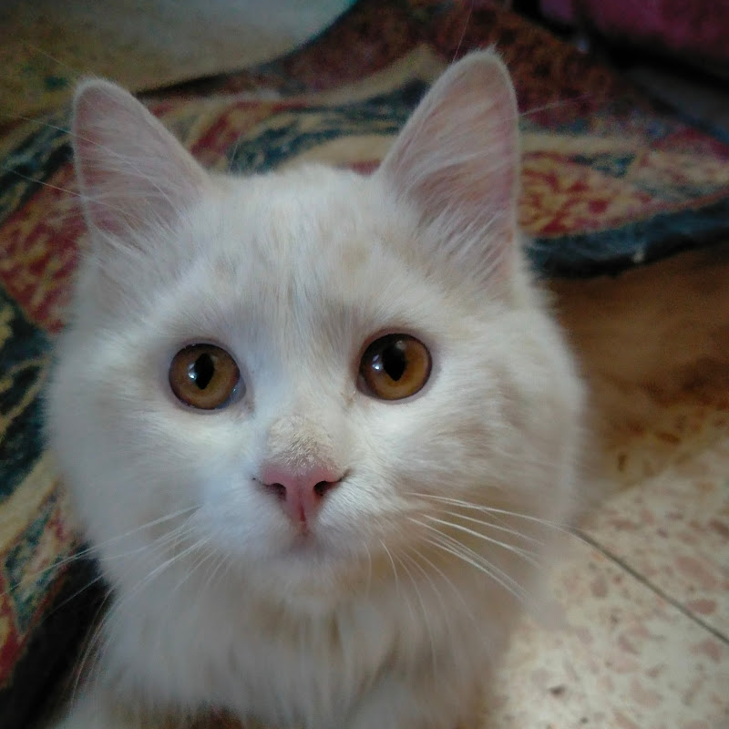 يومياتى انا ورعد