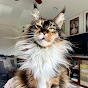 Sassy Koonz Maine Coon Cattery logo