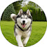 rBLP2C_tKSo-channel-avatar-Relaxing Dog Lullaby