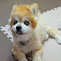 すぐキレるポメラニアン、コタ