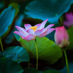 Du Lịch và Đời Sống