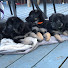 VkpbcOttphM-channel-avatar-German Shredder Pups