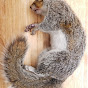 EatASquirrel (eatasquirrel.com) logo