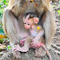 iyOsaUac5Yw-channel-avatar-Love Monkey 123