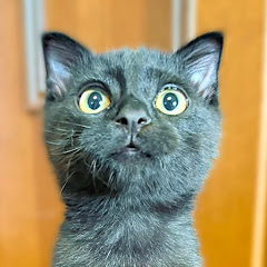 保護猫カフェ かつお