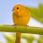 Earth Canary Singing