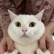 Catmom