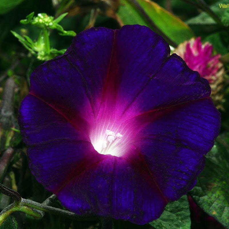 Green Cut Collab Acting Vijay