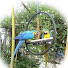 N3AbYno1N_M-channel-avatar-Buster the macaw!