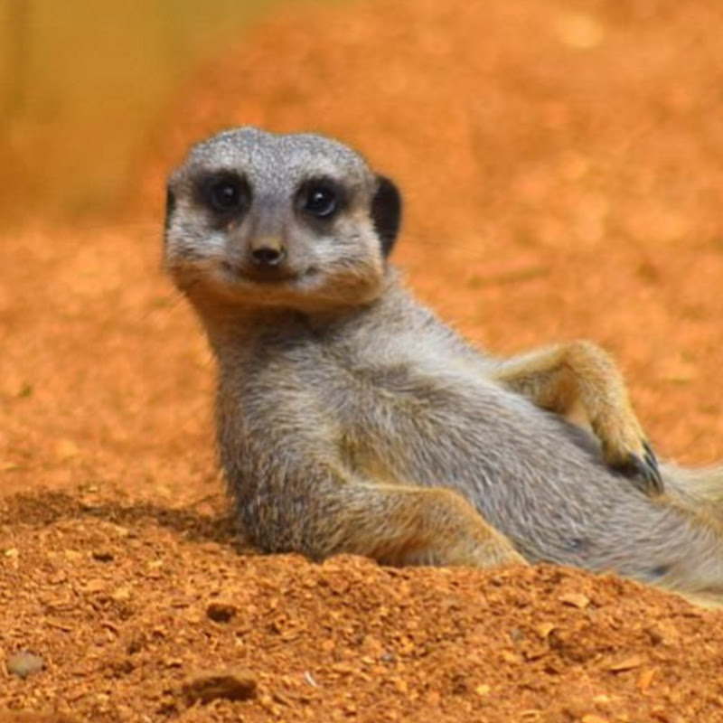 The Podium - Animals