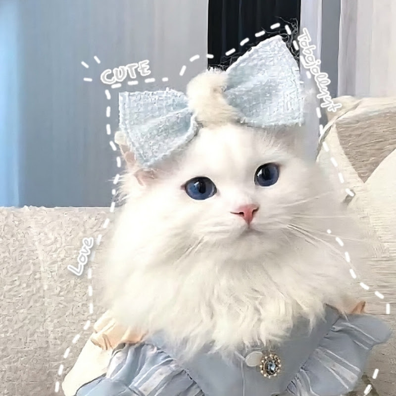 TOBO JOLLY GAMING YT