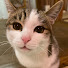 Rtscqc6F3Qo-channel-avatar-猫川こたろうチャンネル