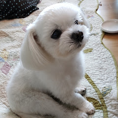 귀여워하는건본능인듯