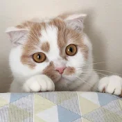 毎日お元気ホイちゃんねる