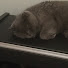 MdbJGOwAJ9U-channel-avatar-Adorable Dark Cat