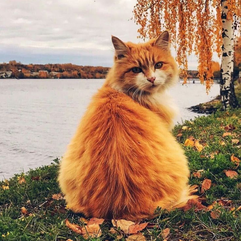 Юлия Канал для добрых людей Logo